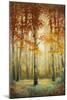 Woodland Glow II-Michael Marcon-Mounted Art Print