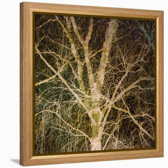 Woodland Gold I-Doug Chinnery-Framed Premier Image Canvas