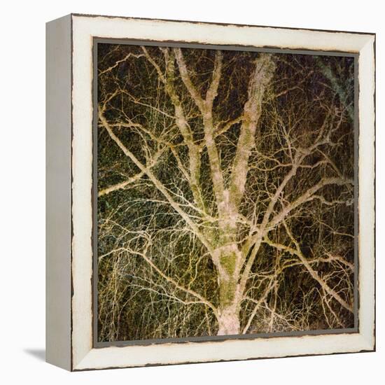 Woodland Gold I-Doug Chinnery-Framed Premier Image Canvas