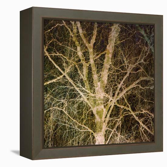 Woodland Gold I-Doug Chinnery-Framed Premier Image Canvas