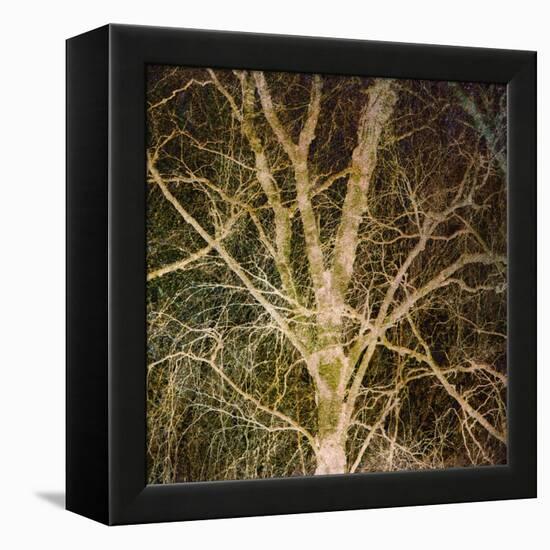 Woodland Gold I-Doug Chinnery-Framed Premier Image Canvas