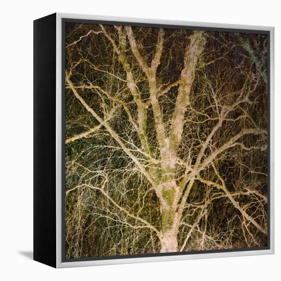 Woodland Gold I-Doug Chinnery-Framed Premier Image Canvas