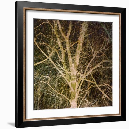 Woodland Gold I-Doug Chinnery-Framed Giclee Print