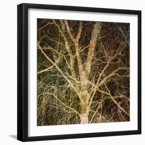 Woodland Gold I-Doug Chinnery-Framed Giclee Print