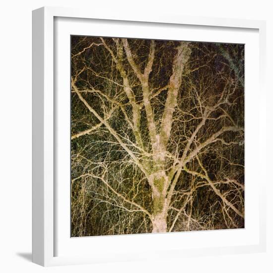 Woodland Gold I-Doug Chinnery-Framed Giclee Print