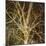 Woodland Gold I-Doug Chinnery-Mounted Giclee Print