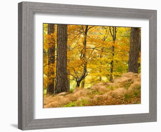 Woodland in Autumn, Scotland, UK-Nadia Isakova-Framed Photographic Print