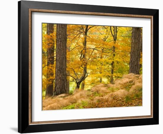 Woodland in Autumn, Scotland, UK-Nadia Isakova-Framed Photographic Print