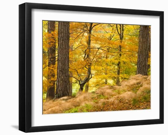 Woodland in Autumn, Scotland, UK-Nadia Isakova-Framed Photographic Print