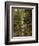 Woodland In The Fall-Bill Makinson-Framed Giclee Print