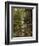 Woodland In The Fall-Bill Makinson-Framed Giclee Print