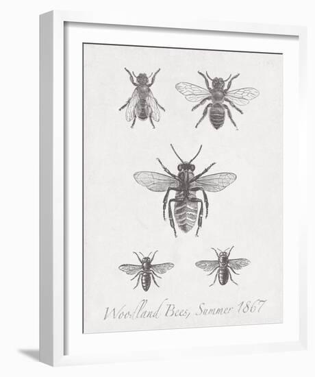 Woodland Insects I-Maria Mendez-Framed Giclee Print