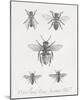 Woodland Insects I-Maria Mendez-Mounted Giclee Print