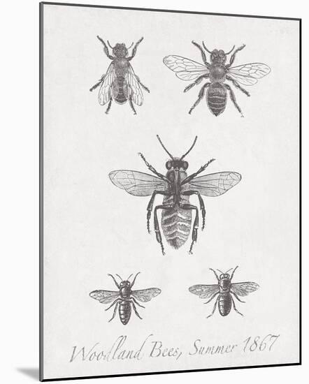 Woodland Insects I-Maria Mendez-Mounted Giclee Print