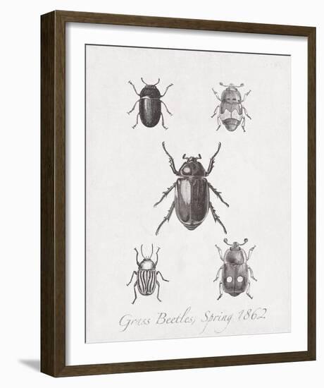 Woodland Insects II-Maria Mendez-Framed Giclee Print