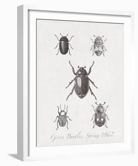 Woodland Insects II-Maria Mendez-Framed Giclee Print