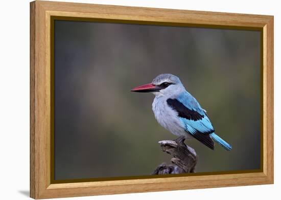 Woodland Kingfisher (Halcyon Senegalensis), Kruger National Park, South Africa, Africa-James Hager-Framed Premier Image Canvas