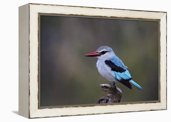 Woodland Kingfisher (Halcyon Senegalensis), Kruger National Park, South Africa, Africa-James Hager-Framed Premier Image Canvas