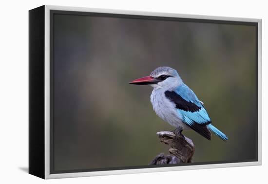 Woodland Kingfisher (Halcyon Senegalensis), Kruger National Park, South Africa, Africa-James Hager-Framed Premier Image Canvas