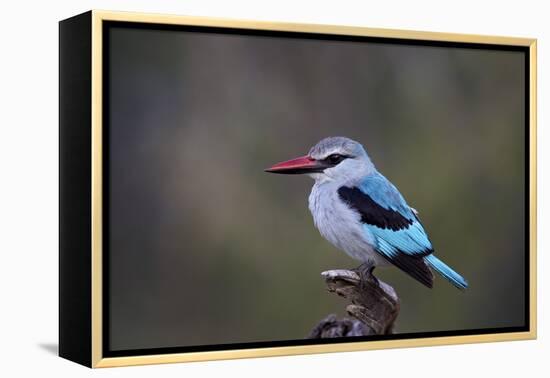 Woodland Kingfisher (Halcyon Senegalensis), Kruger National Park, South Africa, Africa-James Hager-Framed Premier Image Canvas