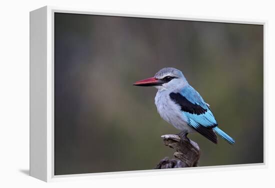 Woodland Kingfisher (Halcyon Senegalensis), Kruger National Park, South Africa, Africa-James Hager-Framed Premier Image Canvas