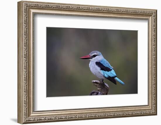 Woodland Kingfisher (Halcyon Senegalensis), Kruger National Park, South Africa, Africa-James Hager-Framed Photographic Print