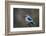 Woodland Kingfisher (Halcyon Senegalensis), Kruger National Park, South Africa, Africa-James Hager-Framed Photographic Print