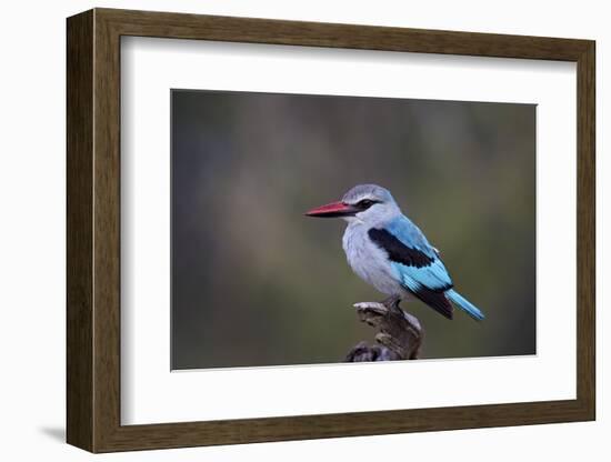 Woodland Kingfisher (Halcyon Senegalensis), Kruger National Park, South Africa, Africa-James Hager-Framed Photographic Print