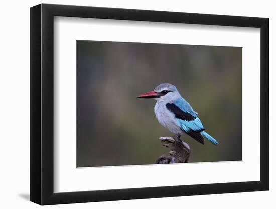 Woodland Kingfisher (Halcyon Senegalensis), Kruger National Park, South Africa, Africa-James Hager-Framed Photographic Print