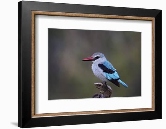 Woodland Kingfisher (Halcyon Senegalensis), Kruger National Park, South Africa, Africa-James Hager-Framed Photographic Print