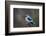 Woodland Kingfisher (Halcyon Senegalensis), Kruger National Park, South Africa, Africa-James Hager-Framed Photographic Print