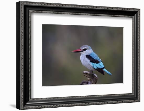 Woodland Kingfisher (Halcyon Senegalensis), Kruger National Park, South Africa, Africa-James Hager-Framed Photographic Print