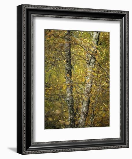 Woodland Light-Doug Chinnery-Framed Photographic Print