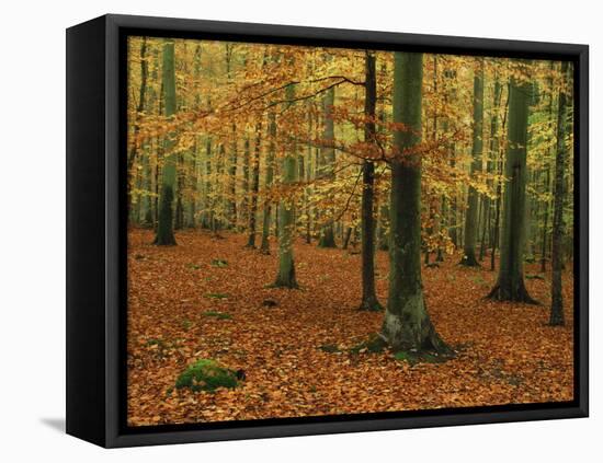 Woodland of Beech Trees in Autumn in the Forest of Compiegne in Picardie, France, Europe-Michael Busselle-Framed Premier Image Canvas