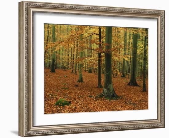 Woodland of Beech Trees in Autumn in the Forest of Compiegne in Picardie, France, Europe-Michael Busselle-Framed Photographic Print