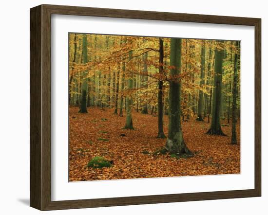 Woodland of Beech Trees in Autumn in the Forest of Compiegne in Picardie, France, Europe-Michael Busselle-Framed Photographic Print