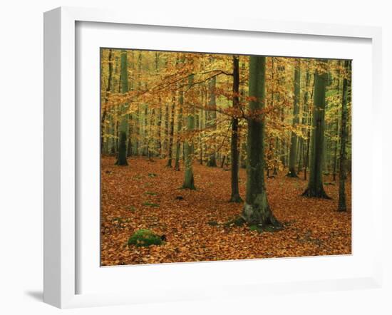 Woodland of Beech Trees in Autumn in the Forest of Compiegne in Picardie, France, Europe-Michael Busselle-Framed Photographic Print