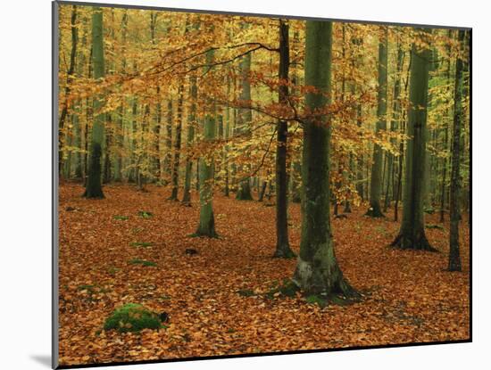 Woodland of Beech Trees in Autumn in the Forest of Compiegne in Picardie, France, Europe-Michael Busselle-Mounted Photographic Print