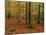 Woodland of Beech Trees in Autumn in the Forest of Compiegne in Picardie, France, Europe-Michael Busselle-Mounted Photographic Print