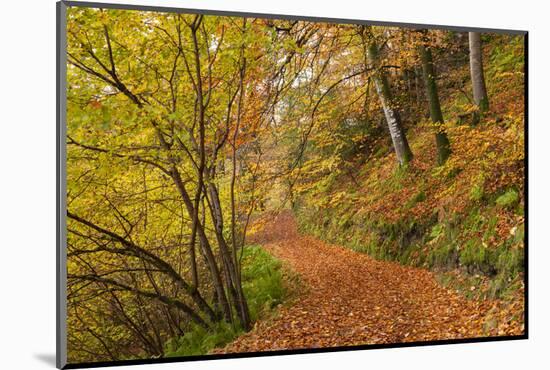 Woodland path through a deciduous forest in autumn, Watersmeet, Exmoor National Park, Devon-Adam Burton-Mounted Photographic Print