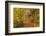 Woodland path through a deciduous forest in autumn, Watersmeet, Exmoor National Park, Devon-Adam Burton-Framed Photographic Print