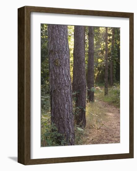 Woodland Path Trough Scots Pine Trees, Pinus Sylvestris, Norfolk, England-Amanda Hall-Framed Photographic Print