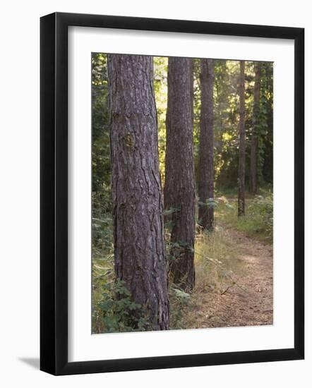Woodland Path Trough Scots Pine Trees, Pinus Sylvestris, Norfolk, England-Amanda Hall-Framed Photographic Print