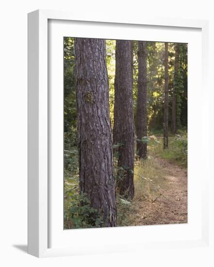 Woodland Path Trough Scots Pine Trees, Pinus Sylvestris, Norfolk, England-Amanda Hall-Framed Photographic Print