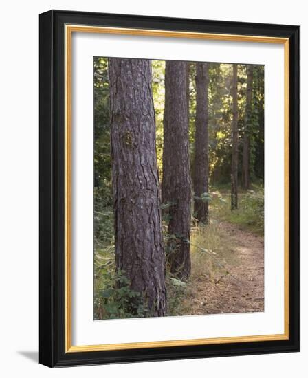 Woodland Path Trough Scots Pine Trees, Pinus Sylvestris, Norfolk, England-Amanda Hall-Framed Photographic Print
