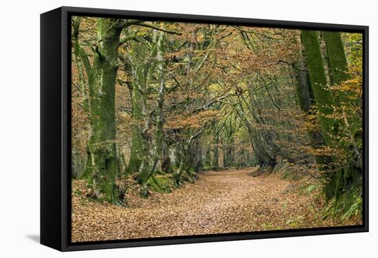 Woodland Path-Adrian Bicker-Framed Premier Image Canvas
