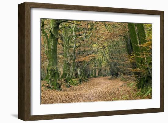 Woodland Path-Adrian Bicker-Framed Photographic Print