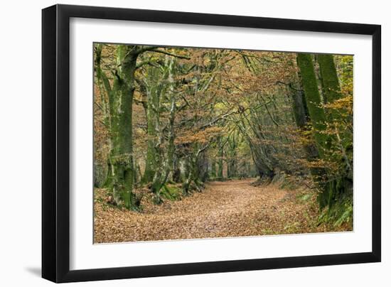 Woodland Path-Adrian Bicker-Framed Photographic Print