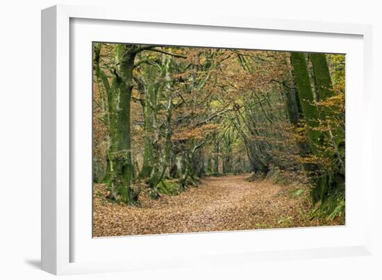 Woodland Path-Adrian Bicker-Framed Photographic Print