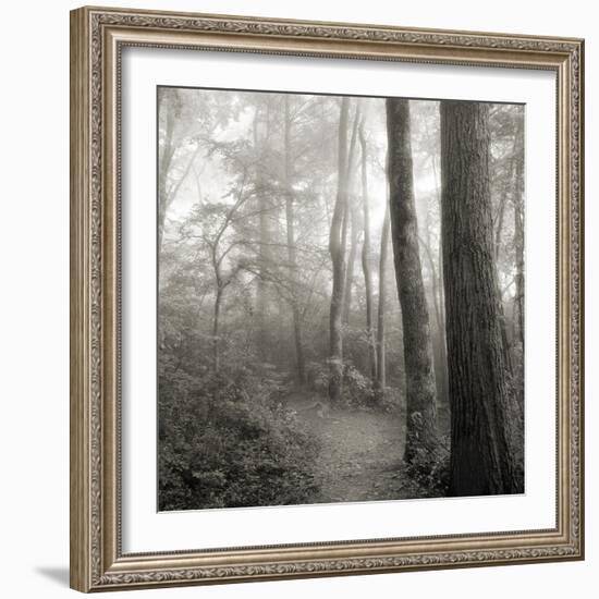 Woodland Path-Nicholas Bell Photography-Framed Photographic Print